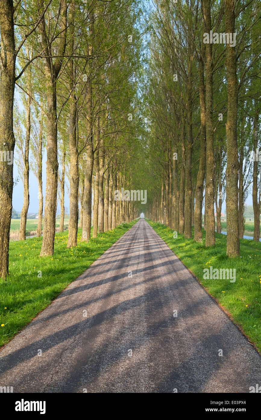 tunnel road for bikes between tree rows Stock Photo