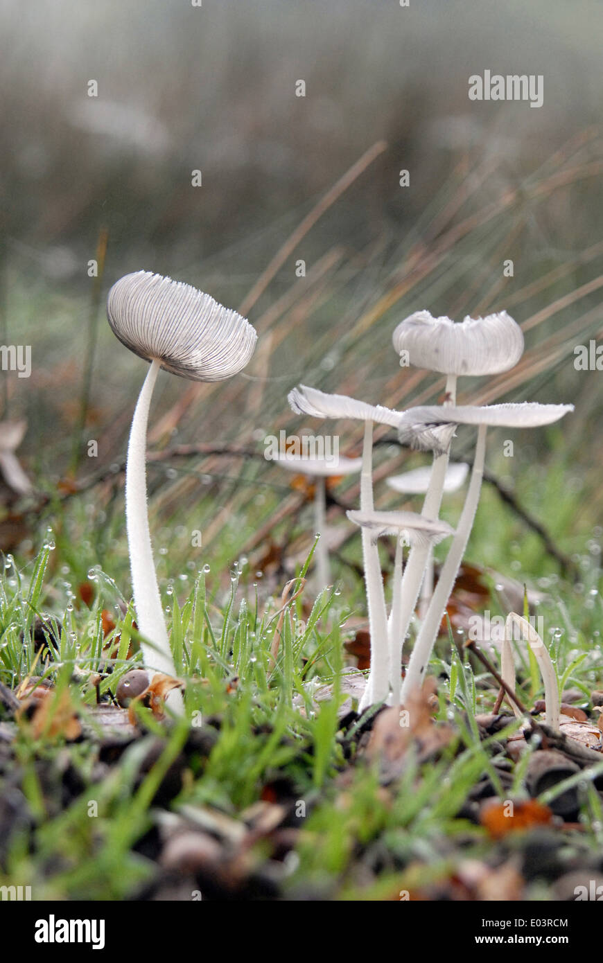 Toadstools, rotten, log, moss, mold, spores, fruiting, body, autumn, dead, dying, Stock Photo