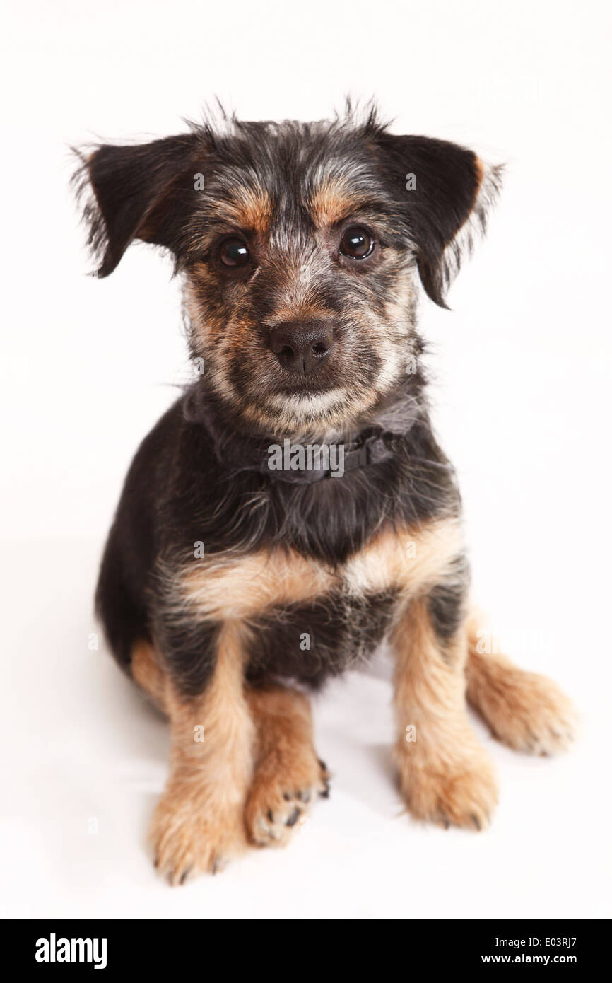Young Terrier Mix sitting on white background Stock Photo