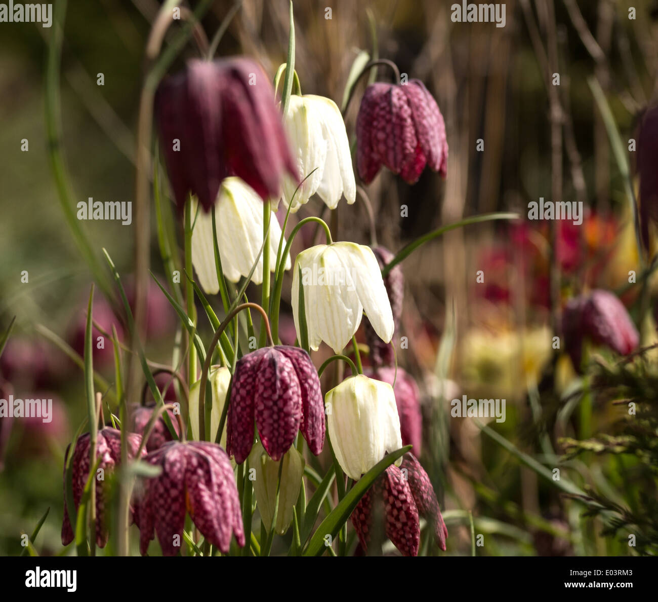 Purple and white Snakes Head Fritillaries in the garden (4of 4) Stock Photo