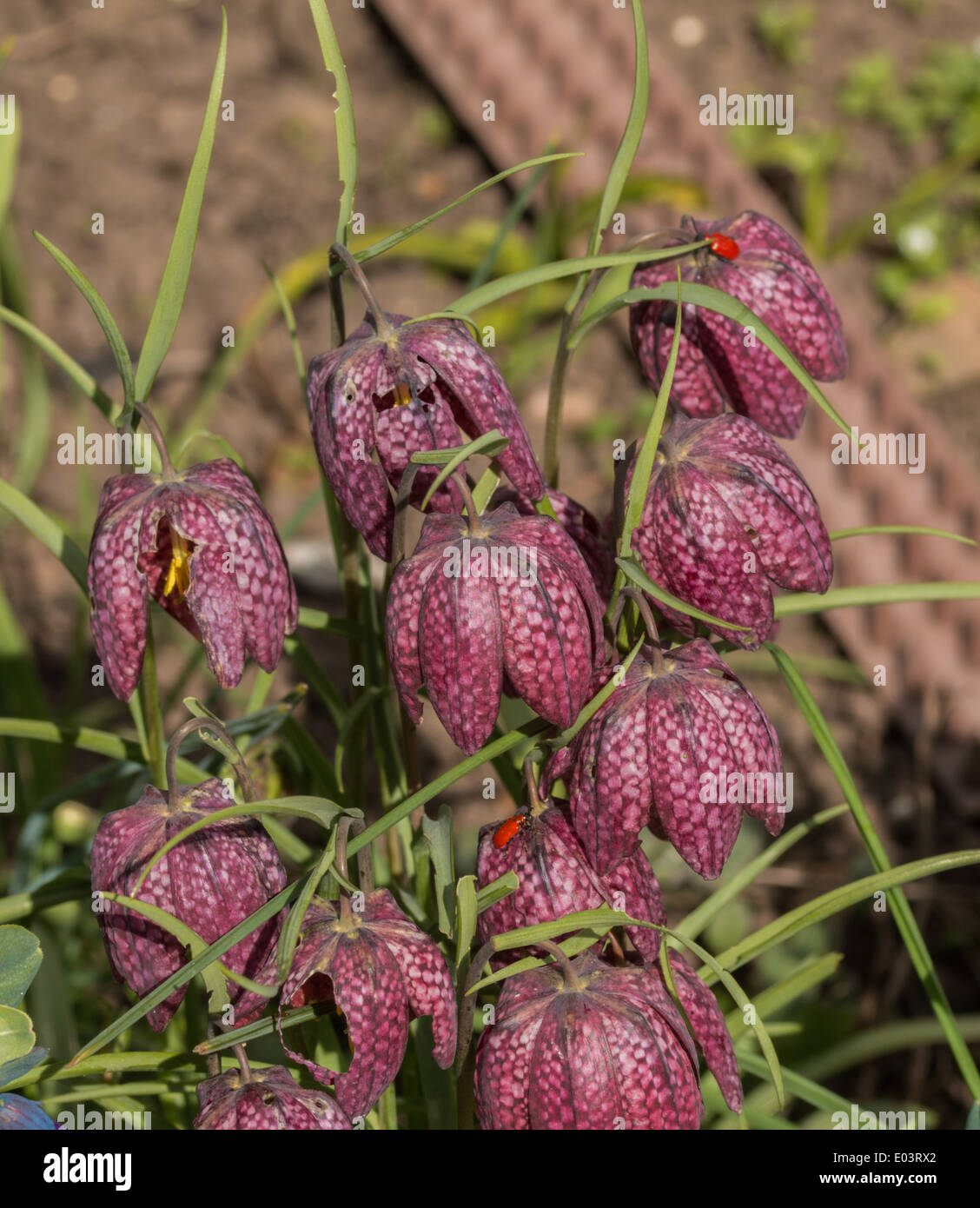 Snakes Head Fritillaries and lily beetles showing  damage by the red lily beetle (2 of 4) Stock Photo