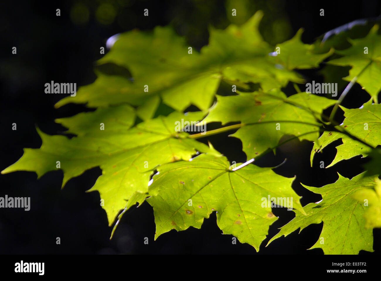 Maple leaf on a black background Stock Photo