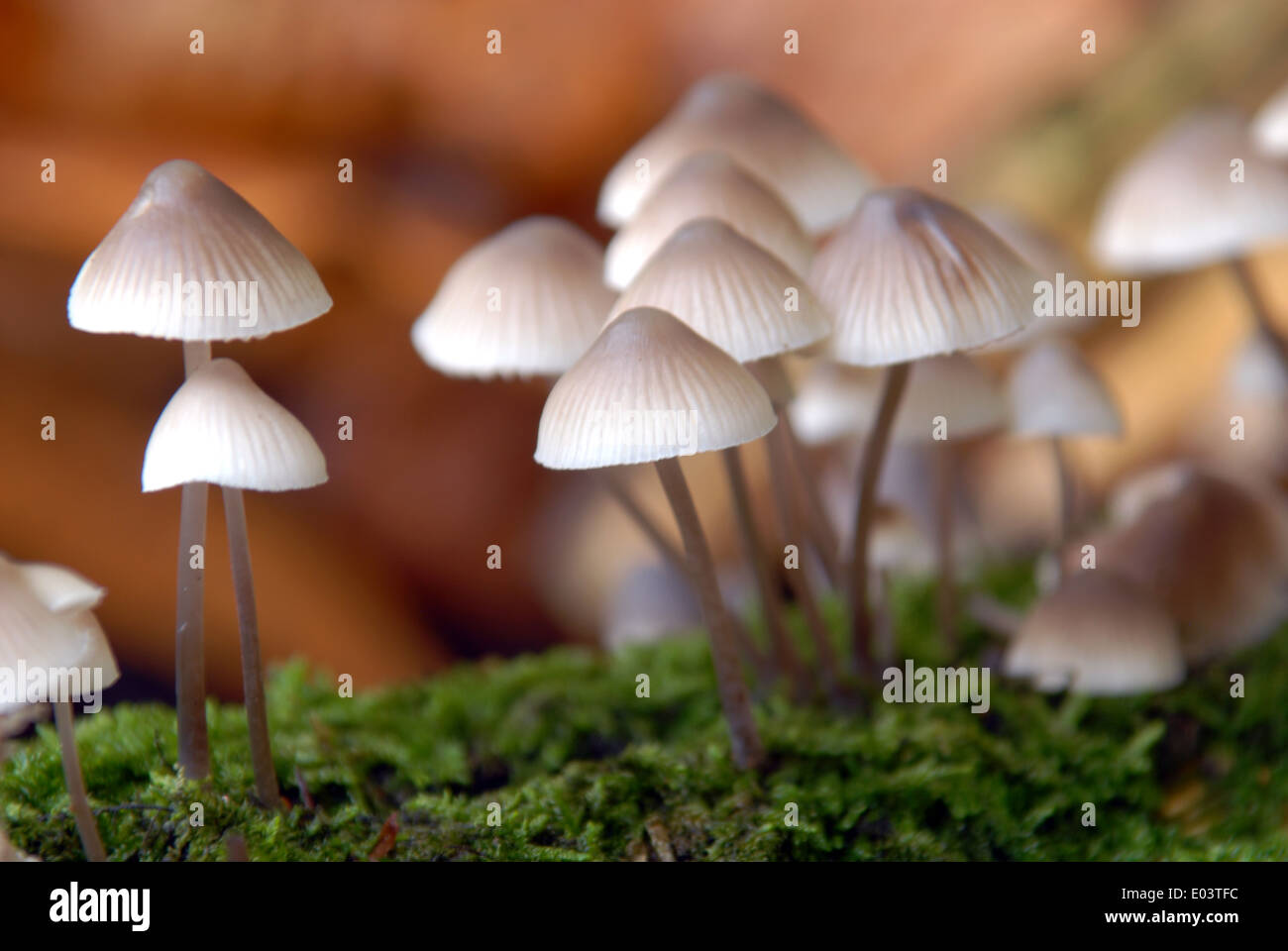 Toadstools growing on a rotten log. Stock Photo
