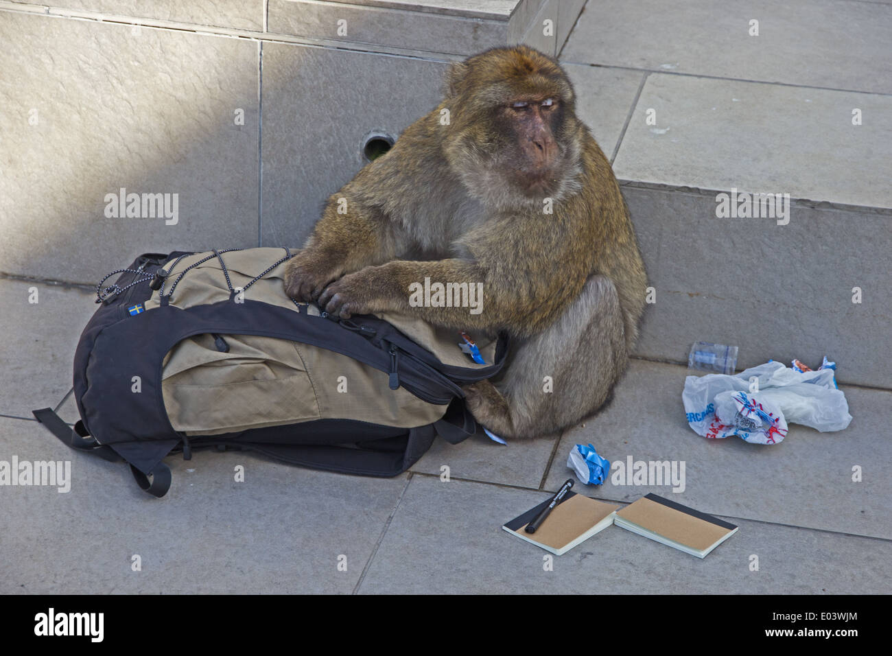 Barbary ape emptying bag taken from tourist, looking for food Stock Photo