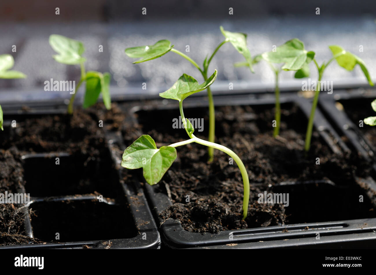 Morning Glory (Ipomea) seedlings growing in plant propagator Stock