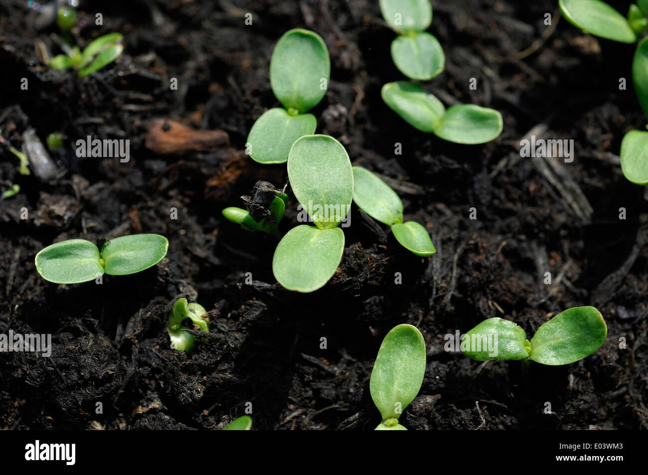 Sunflower seedlings in soil Stock Photo