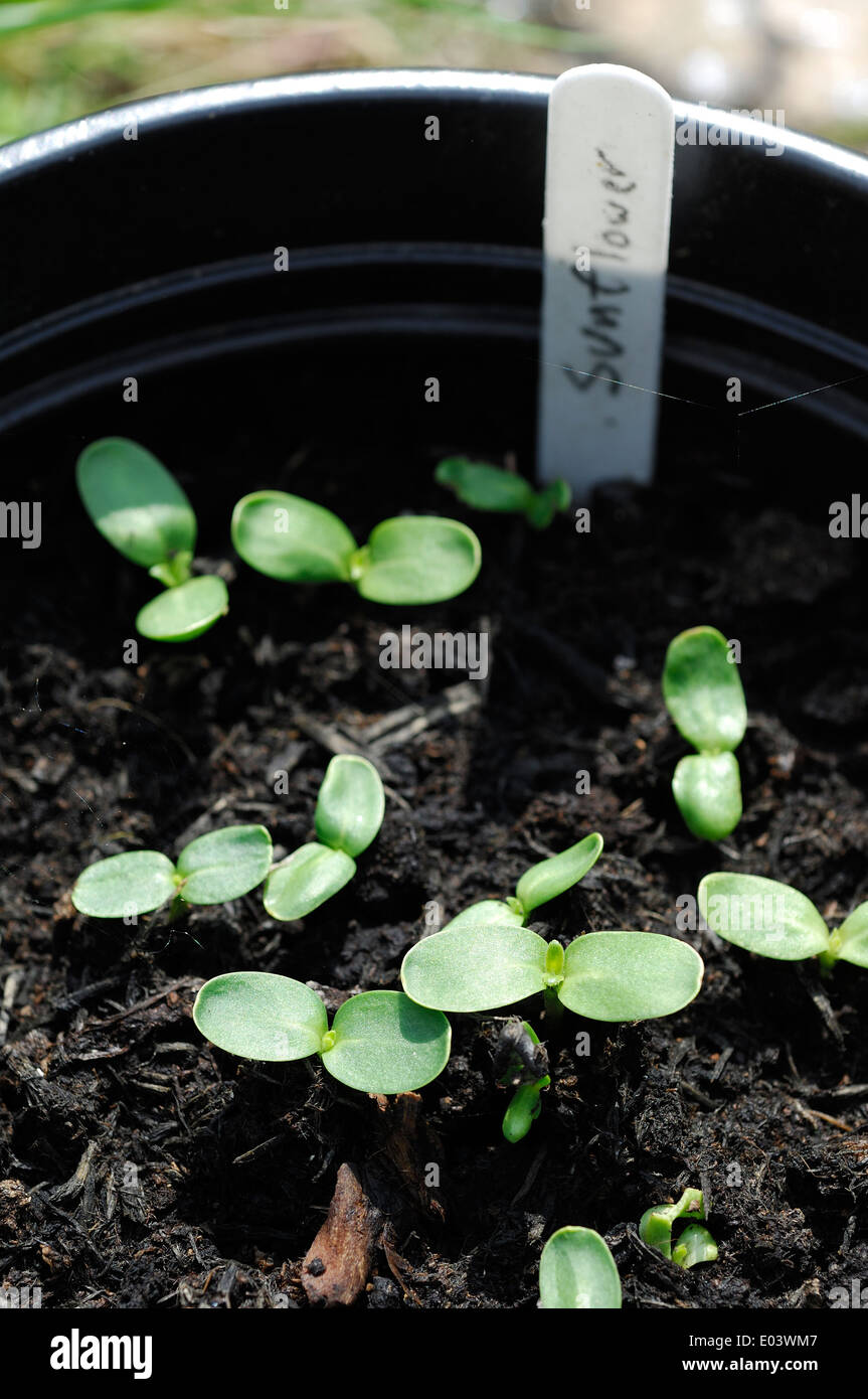 Sunflower seedlings in pot with label Stock Photo Alamy