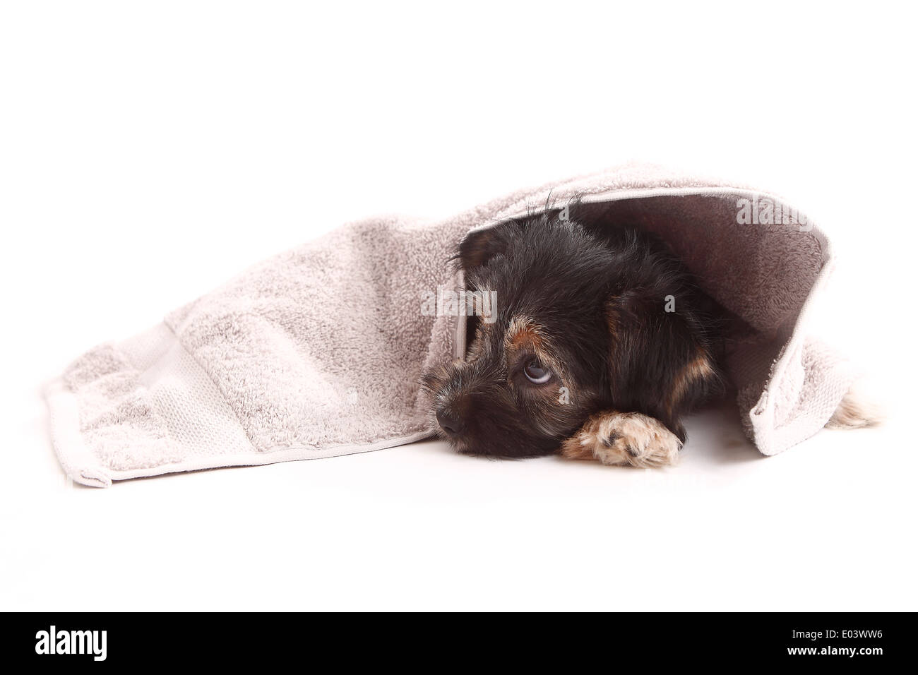 Young Terrier Mix on the blanket Stock Photo