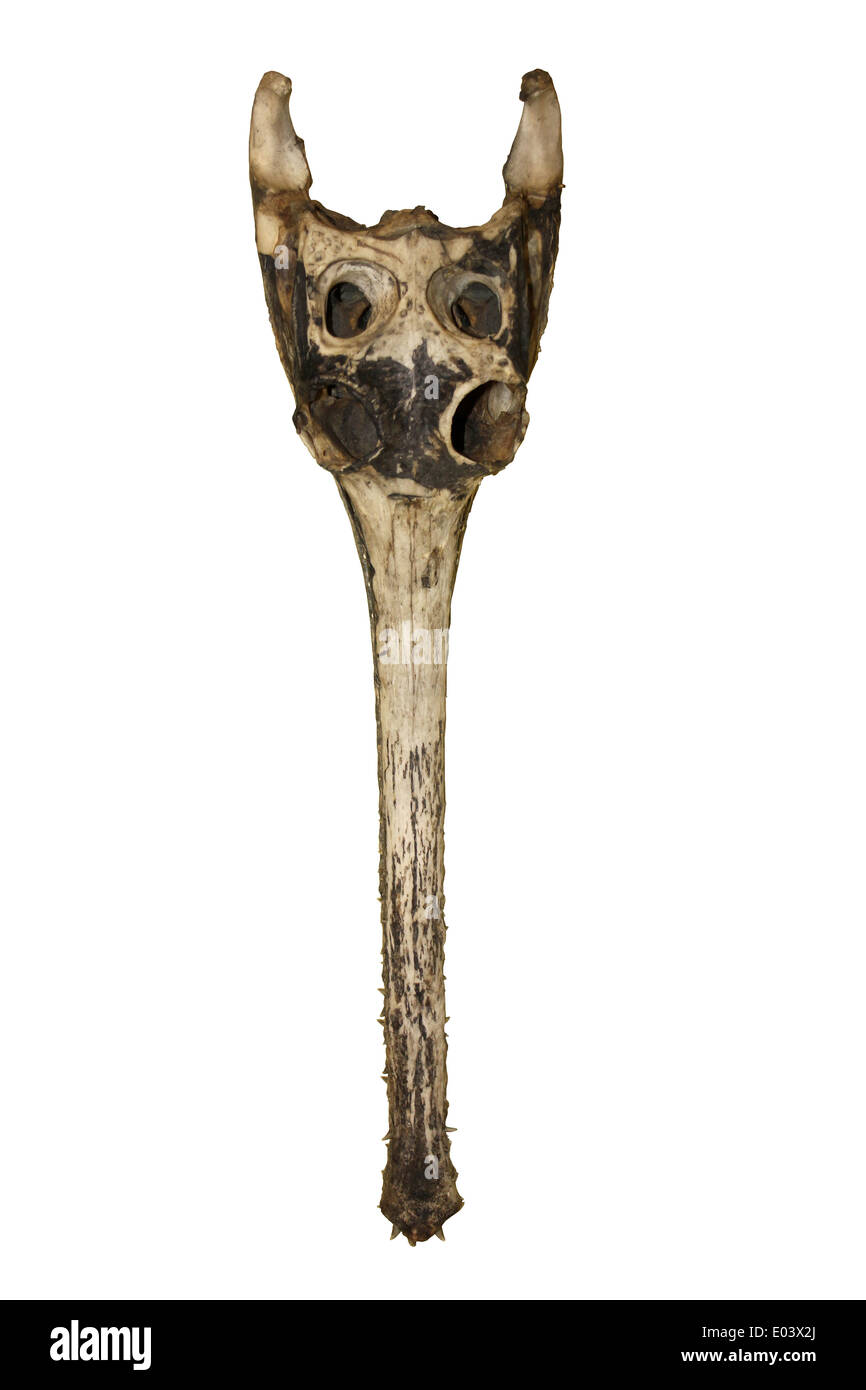 Skull Of A Gharial Gavialis gangeticus Stock Photo