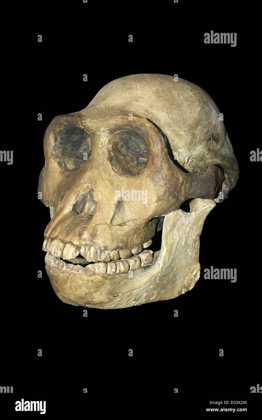 Australopithecus afarensis Adult Skull Plaster Cast Stock Photo