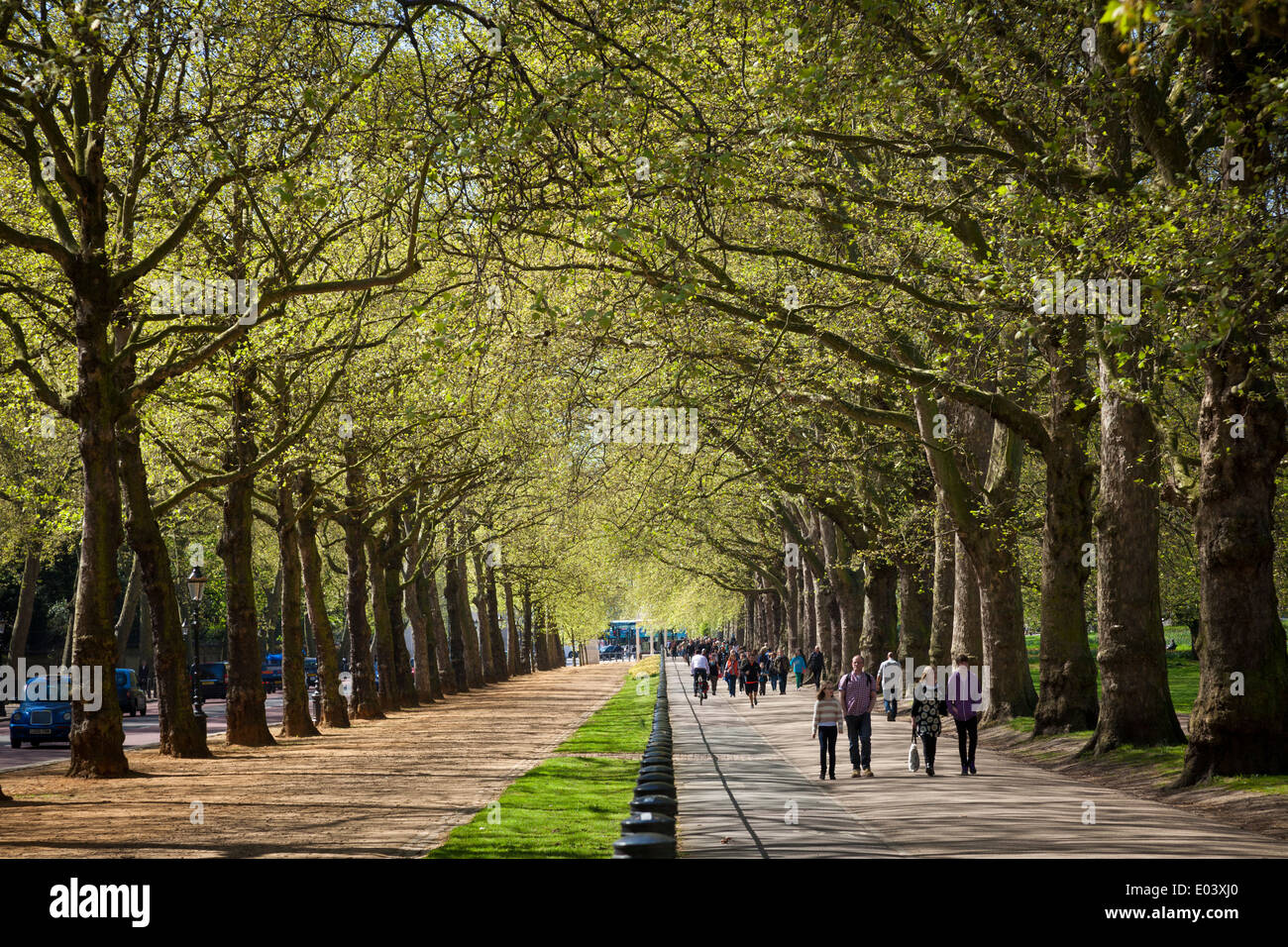 Tree lined path and bridle path at Constitution Hill London. Stock Photo