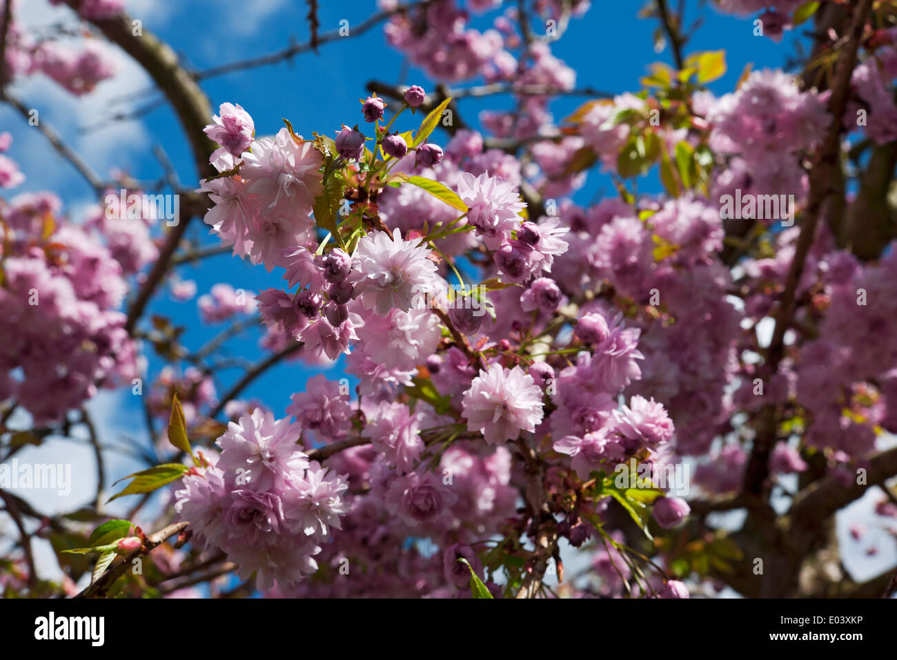 Close up of Pink blossom blossoms on flower flowers flowering ornamental cherry tree England UK United Kingdom GB Great Britain Stock Photo