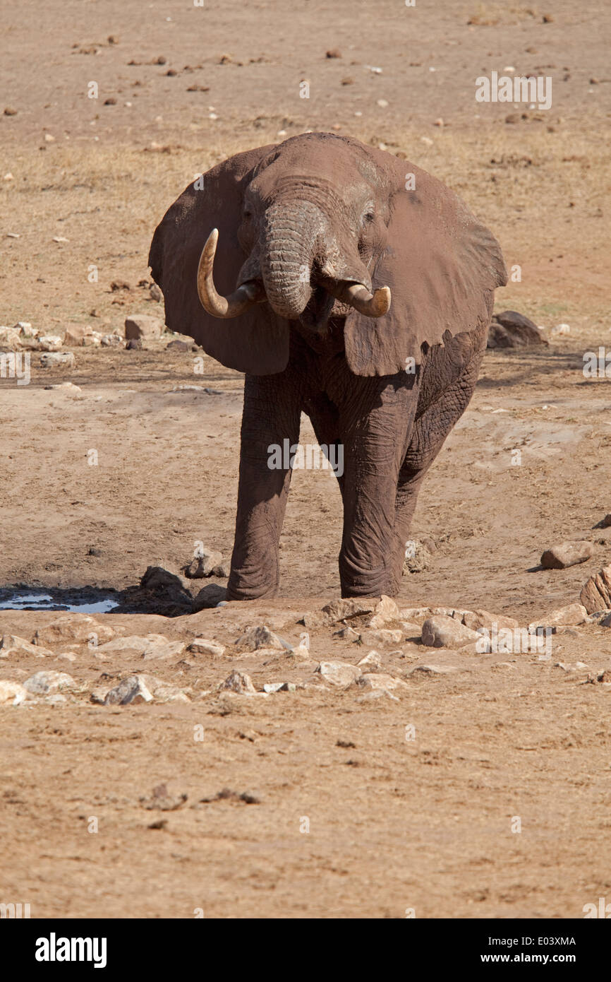 Elephant drinking at water hole Taita Hills Tsavo West Kenya Stock Photo