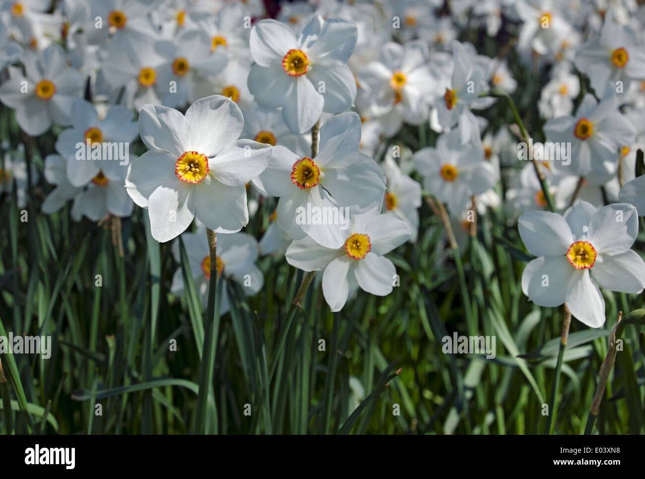 Close up of white Narcissi narcissus flower flowering flowers in spring England UK United Kingdom GB Great Britain Stock Photo