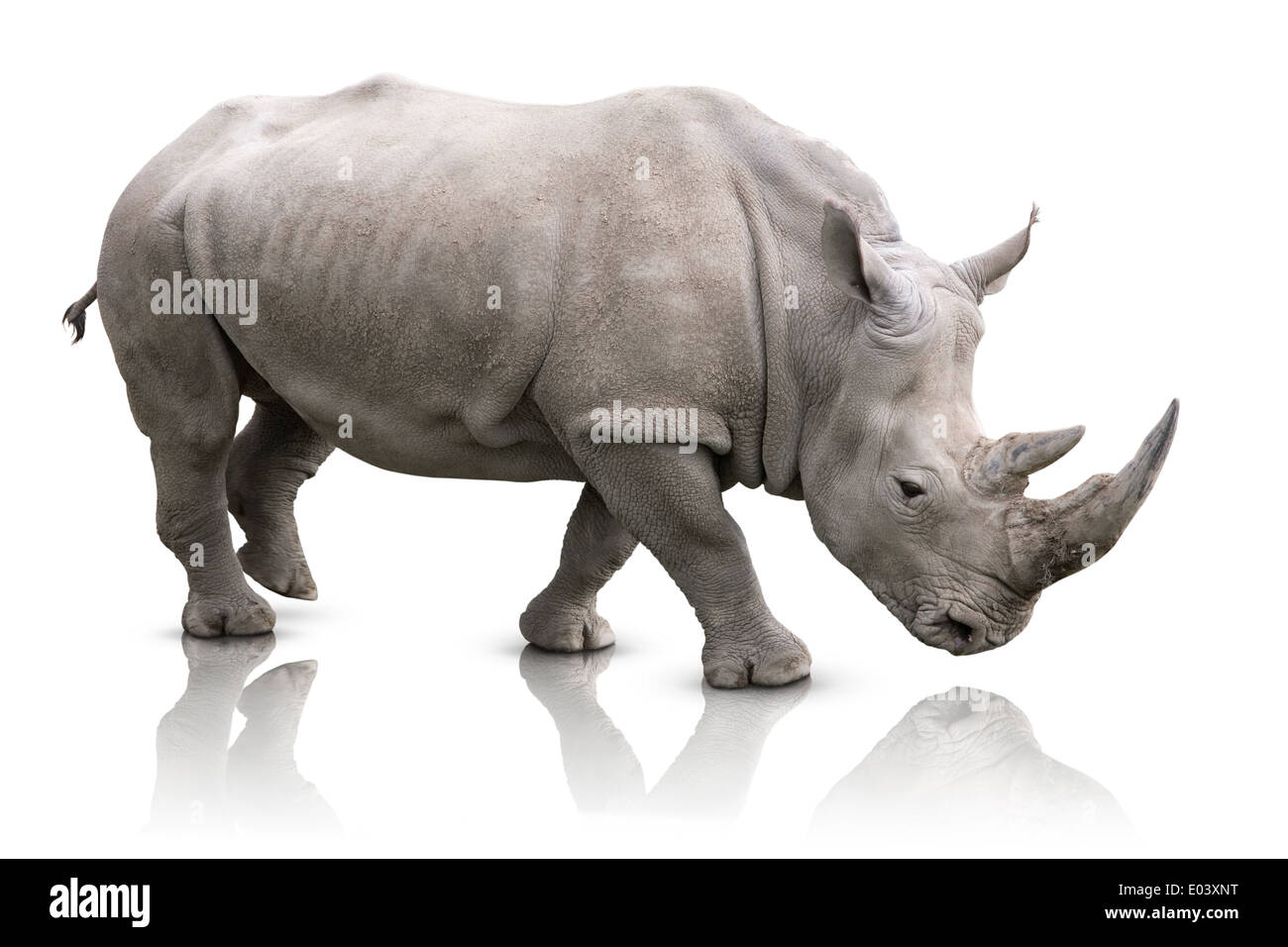 White Rhino - Ceratotherium simum Stock Photo
