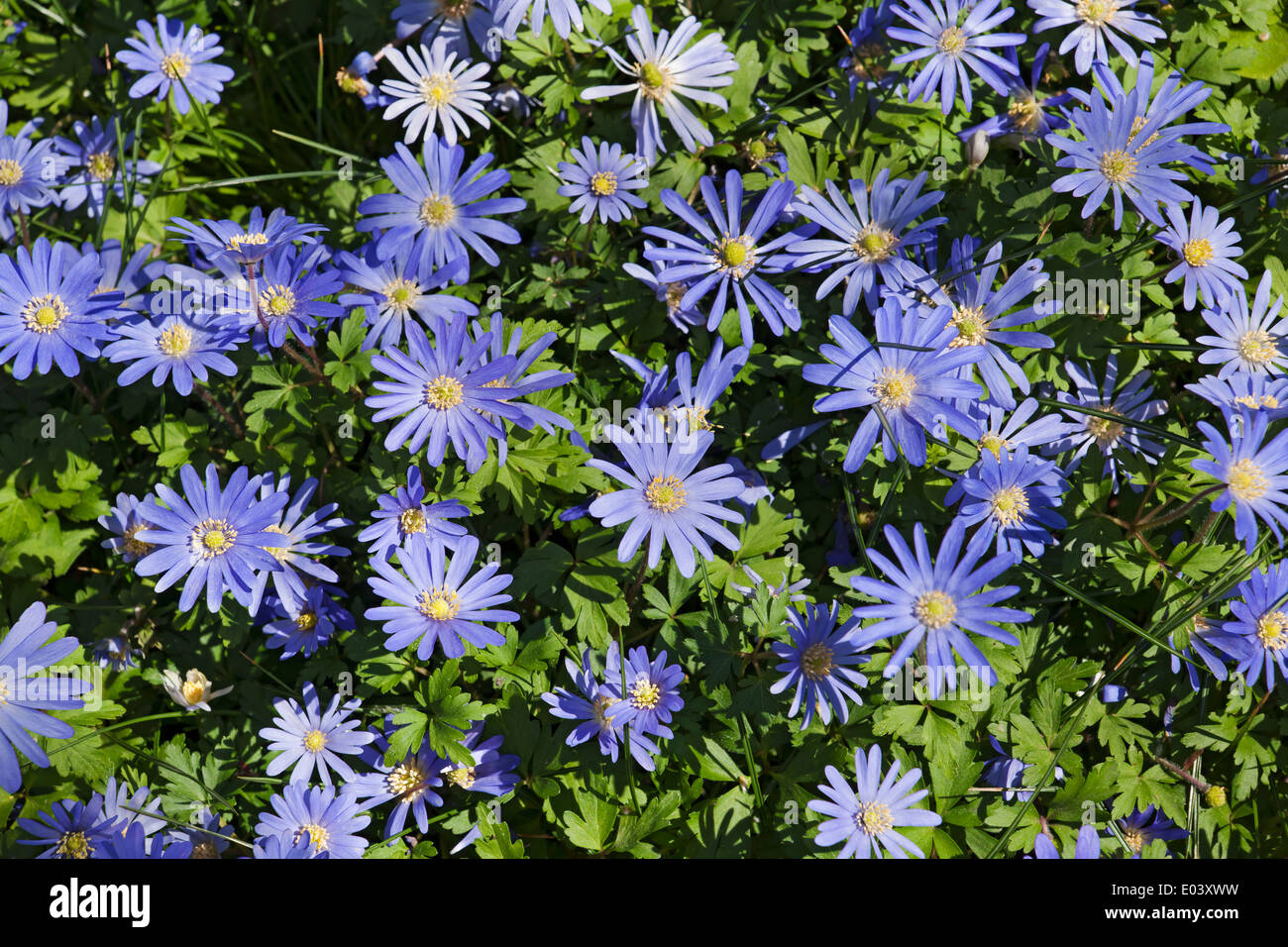 Close up of Blue anemone flowers anemones flower flowering in spring garden England UK United Kingdom GB Great Britain Stock Photo