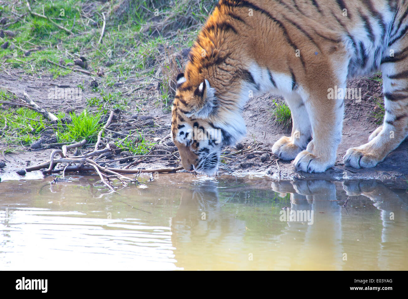 Amur tiger (Panthera tigris altaica) drinking water Stock Photo