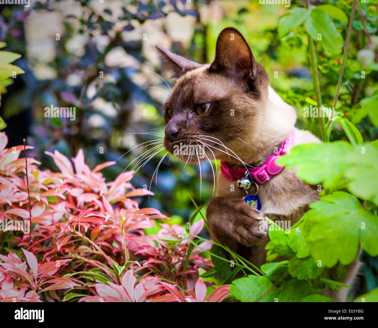 Burmese cat, Felis cats, with pink collar with bell amongst colourful plants in a garden in Spring Stock Photo