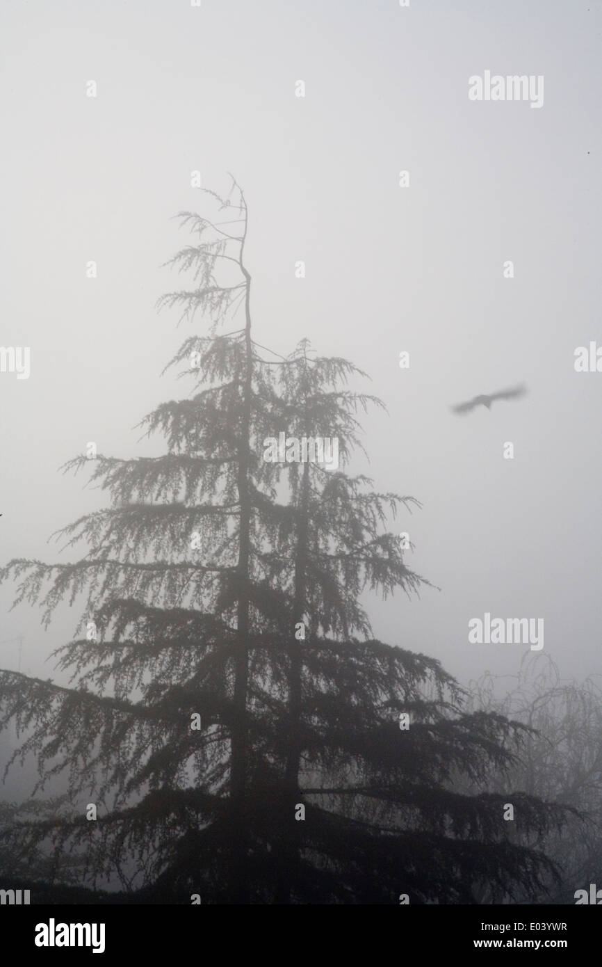 Fir tree in fog with bird flying Stock Photo