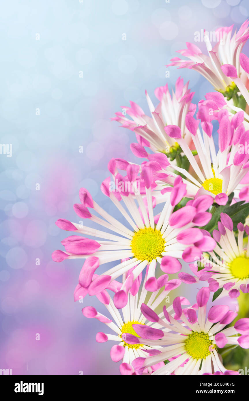 daisies flowers, white petals with pink tips, on purple background