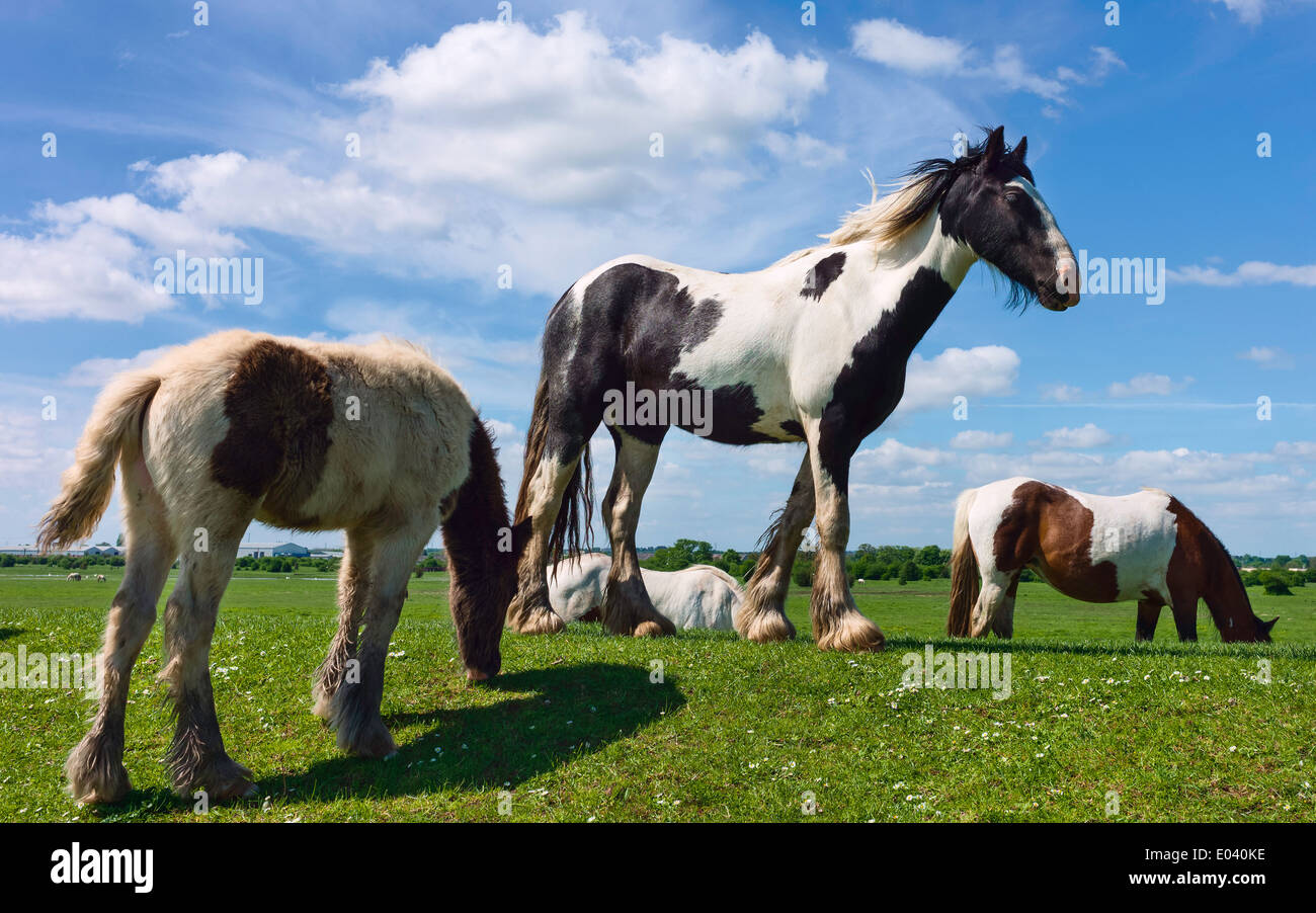 Skewbald horses grazing on open pasture at Swine Moor near the village of Tickton near Beverley, Yorkshire, UK. Stock Photo