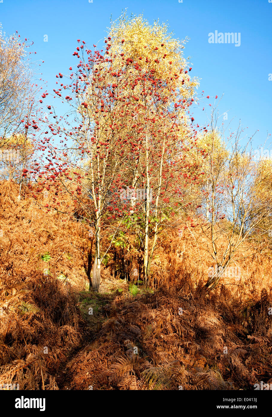 Autumn sun on the trees at Danby Lodge woods Stock Photo