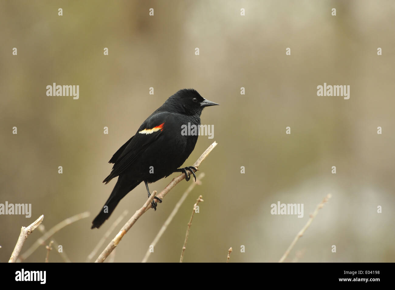 Red-winged Blackbird Stock Photo