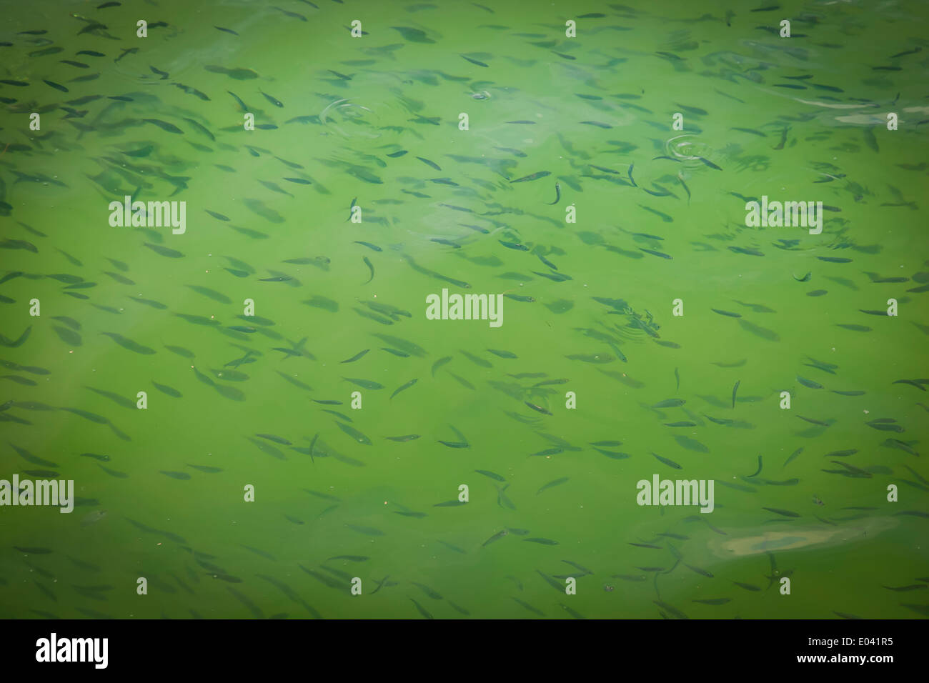 A school of small fish in the Gulf of Mexico in Florida Stock Photo