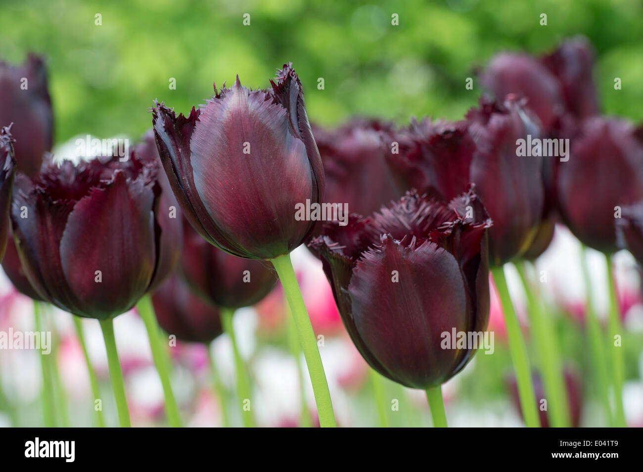 Tulipa. Fringed Tulip 'vincent van gogh' flowers Stock Photo