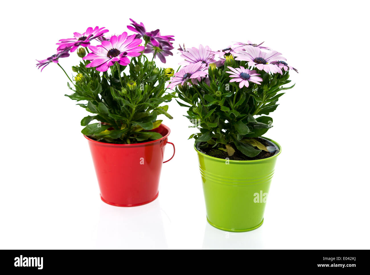 spanish daisy flowers in red and green bucket isolated on white Stock