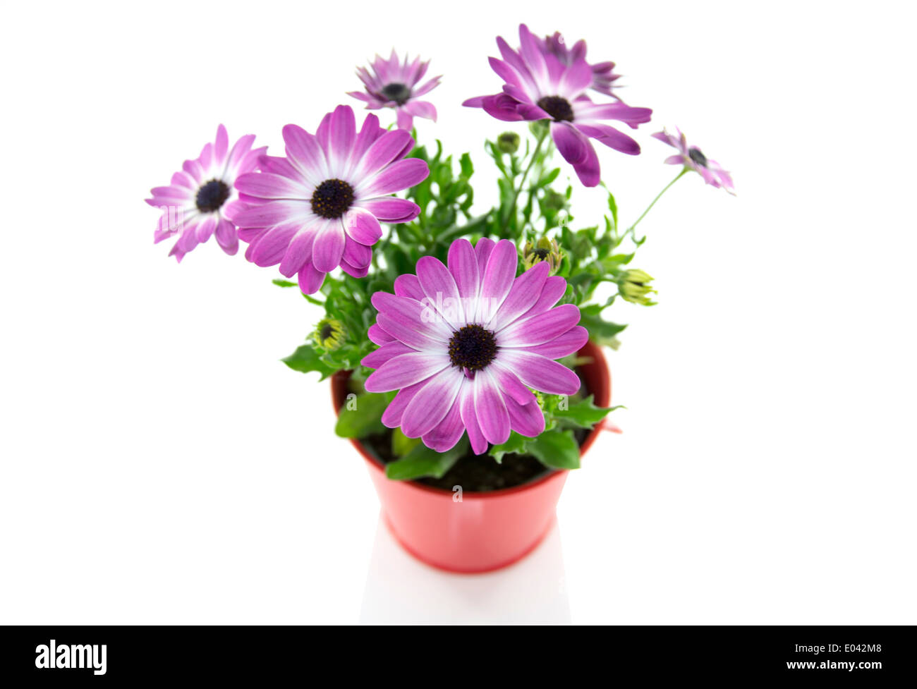 pink spanish daisy closeup with white background Stock Photo Alamy