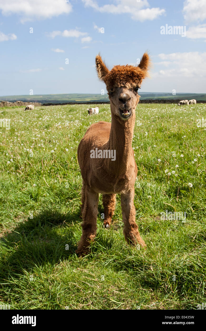 Alpaca's, which are a domesticated species of South American camelid graze on a farm in North Yorkshire. Stock Photo