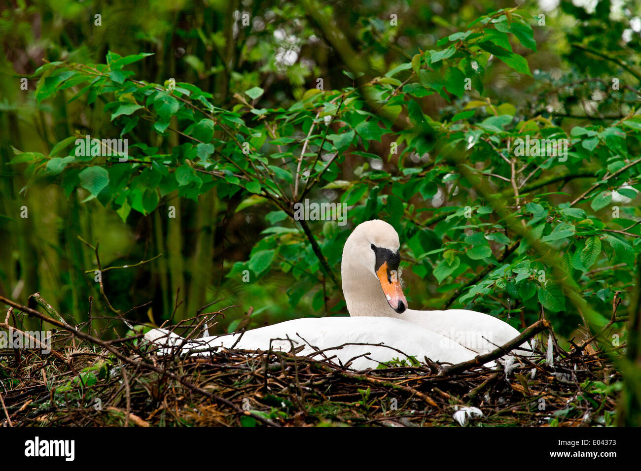 Nesting Muted Swan Stock Photo