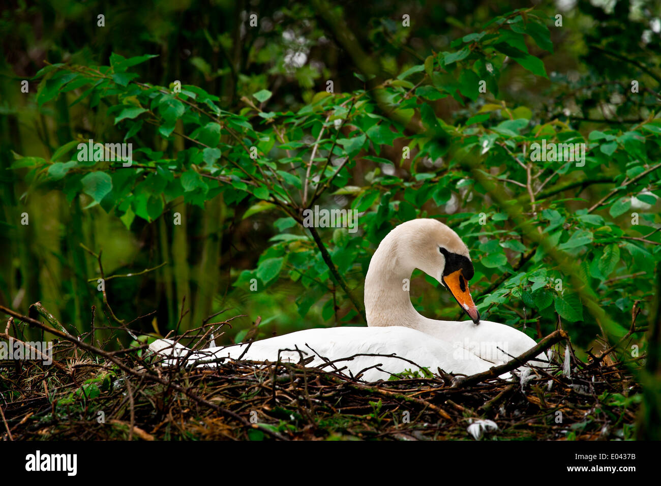 Nesting Muted Swan Stock Photo