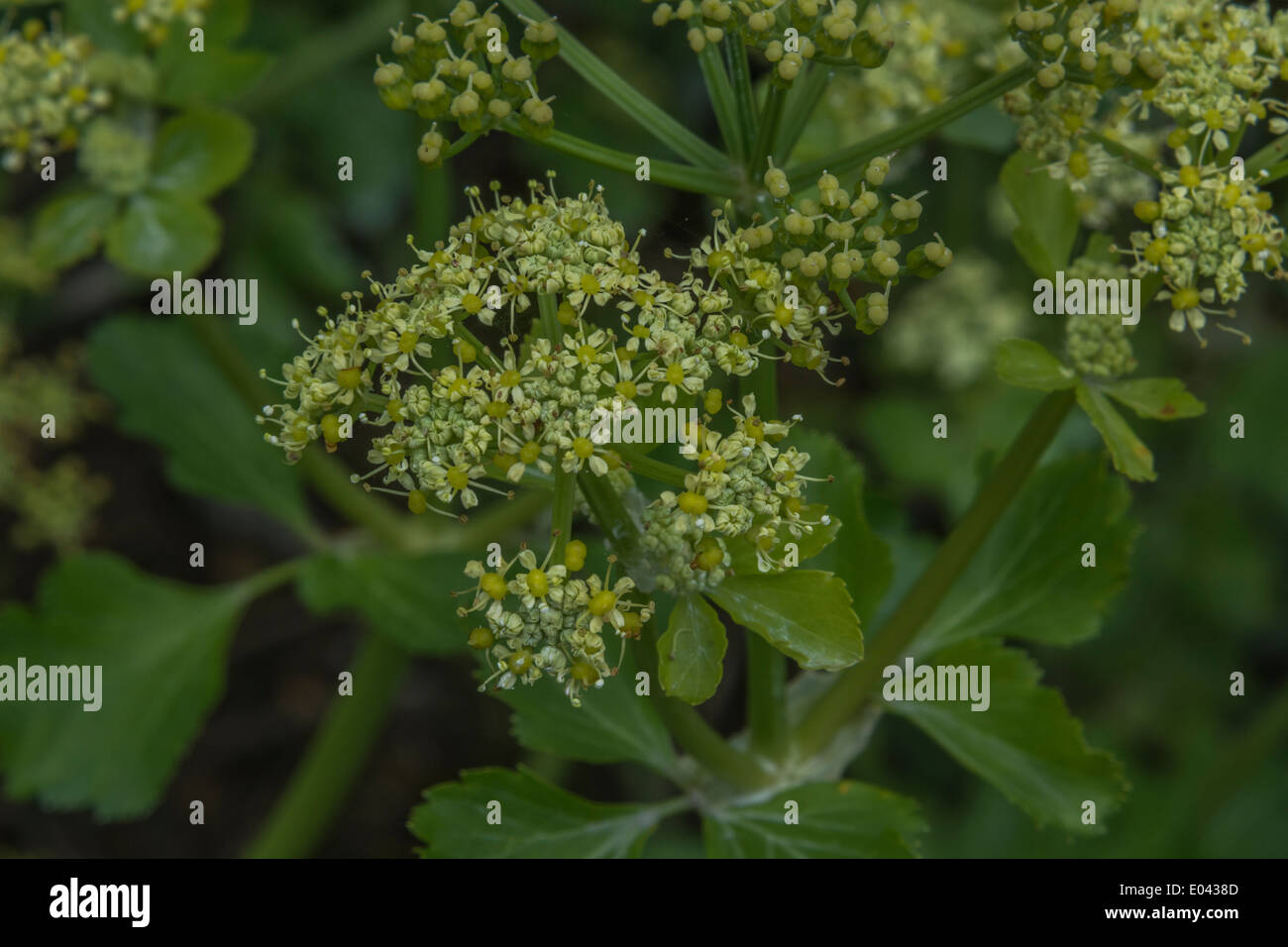 Close detail of the flowers of Alexanders / Smyrnium olusatrum. Edible wild plant. Cow parsley family. Stock Photo