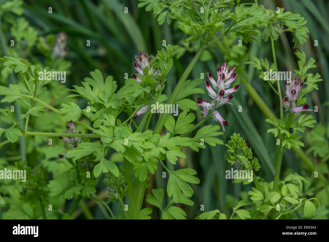 Common Fumitory / Fumaria officinalis - flowers and foliage. Stock Photo