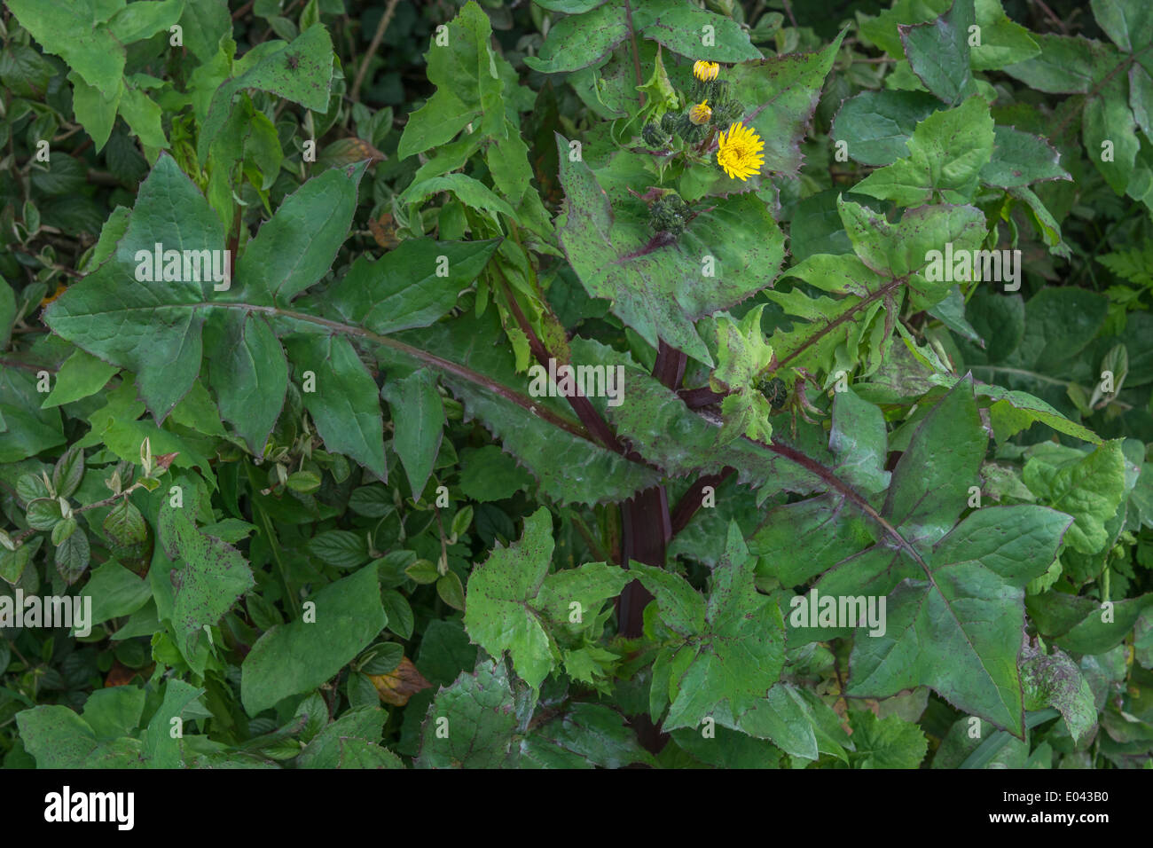 Smooth Sow-Thistle / Sonchus oleraceus - plant with flowers and foliage. Foraging and dining on the wild concept. Stock Photo