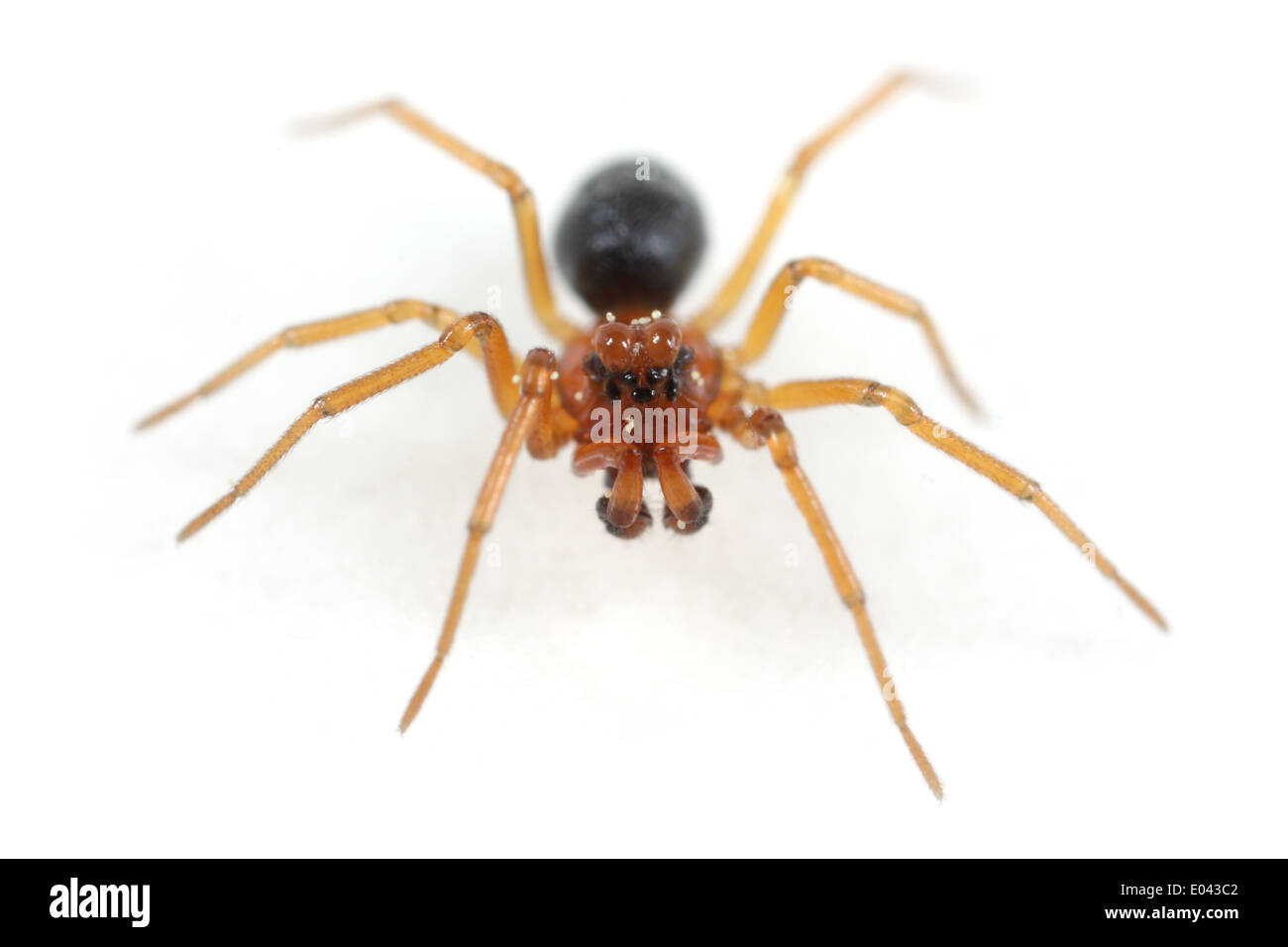 Male Hypomma bituberculatum (Marsh knob-head) spider, part of the family Linyphiidae - Sheetweb weavers. Stock Photo