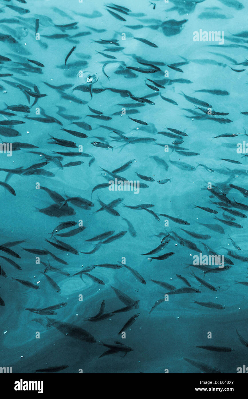 A transfixing view of Looking down through water at a school of small fish in the blue water of the Gulf of Mexico in Florida Stock Photo