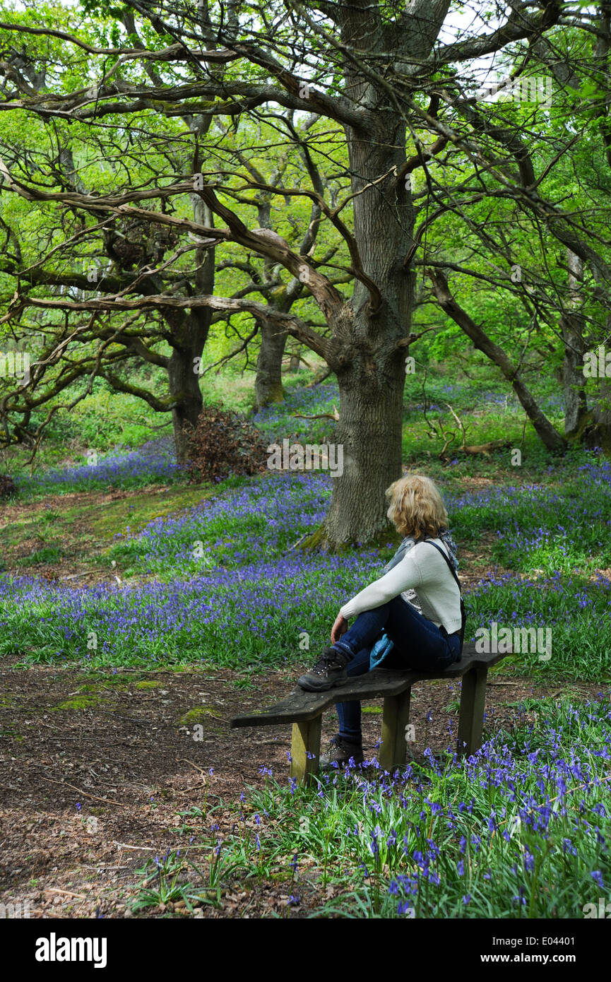 Woman sitting on a bench amongst the bluebells at Pulborough Brooks RSPB nature Reserve West Sussex UK Stock Photo