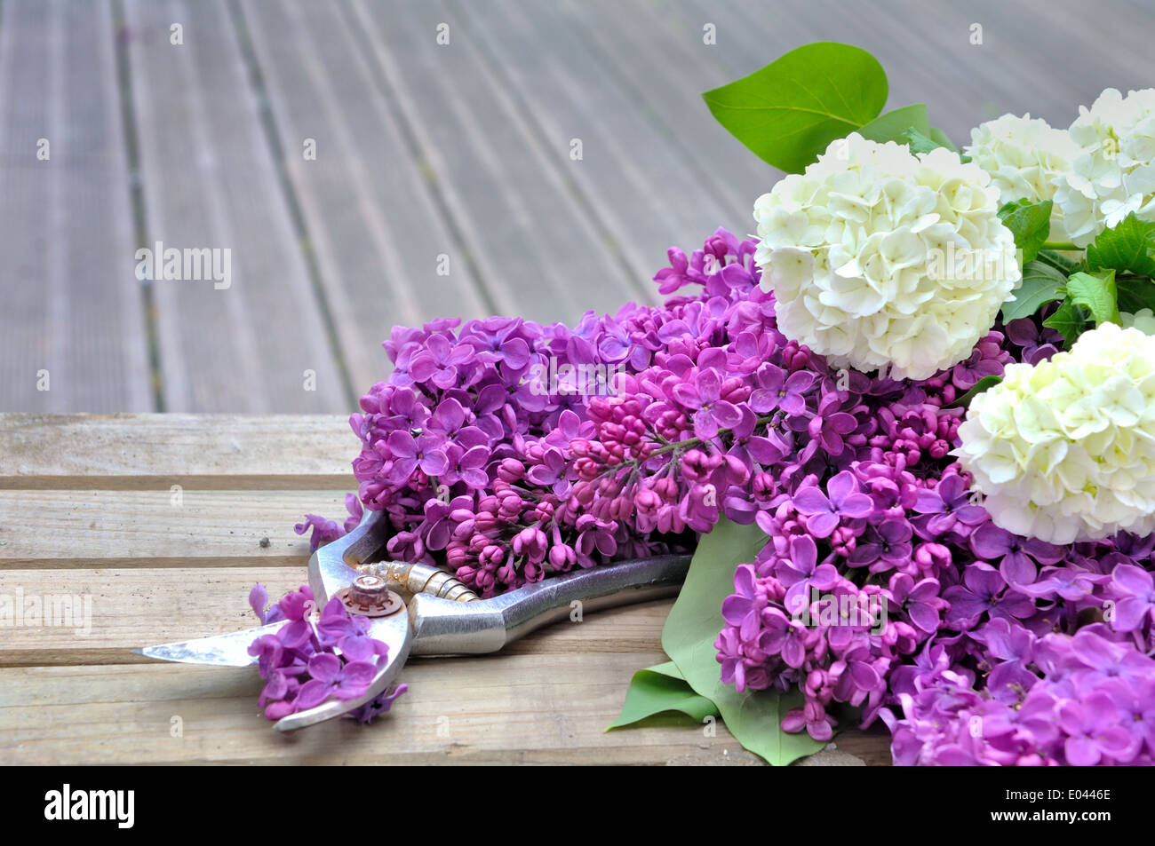 lilac flowers freshly picked on wooden board Stock Photo