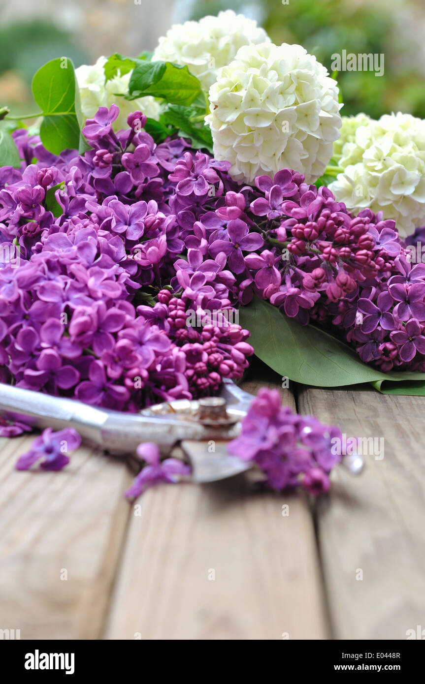 lilac flowers freshly picked on wooden board Stock Photo
