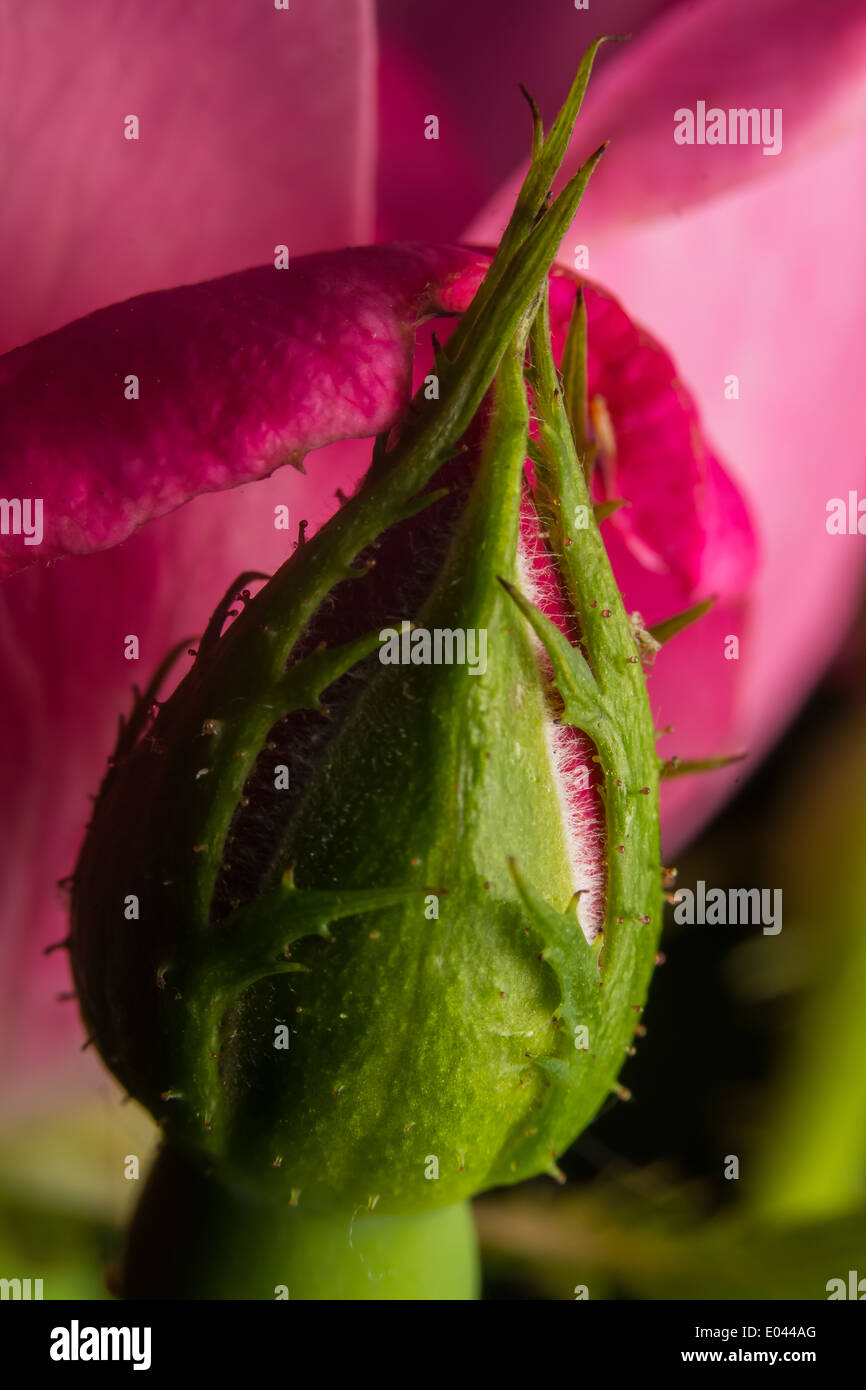Early stages of a Rose opening up Stock Photo Alamy