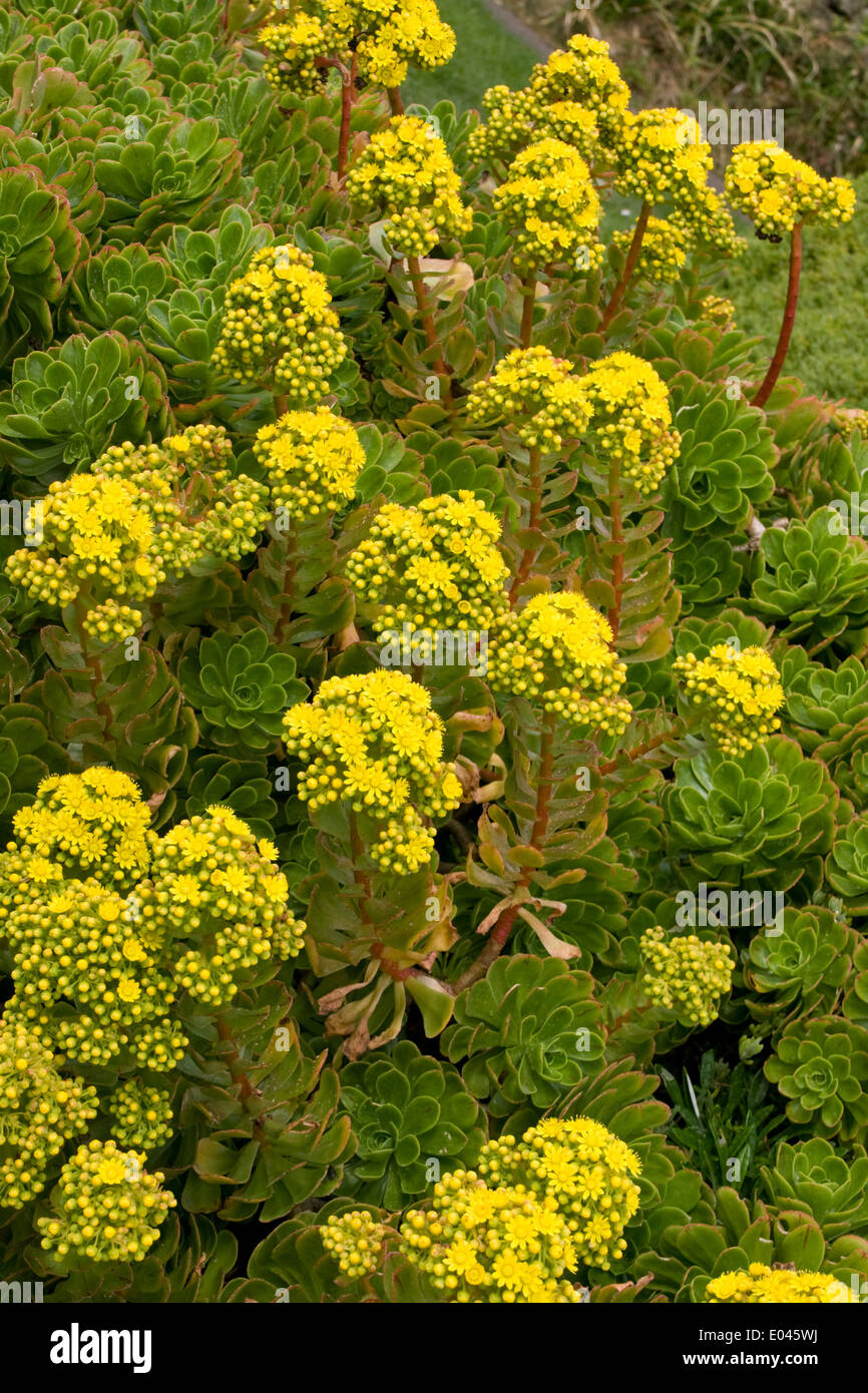Yellow Seedum flowers rock garden plant Stock Photo