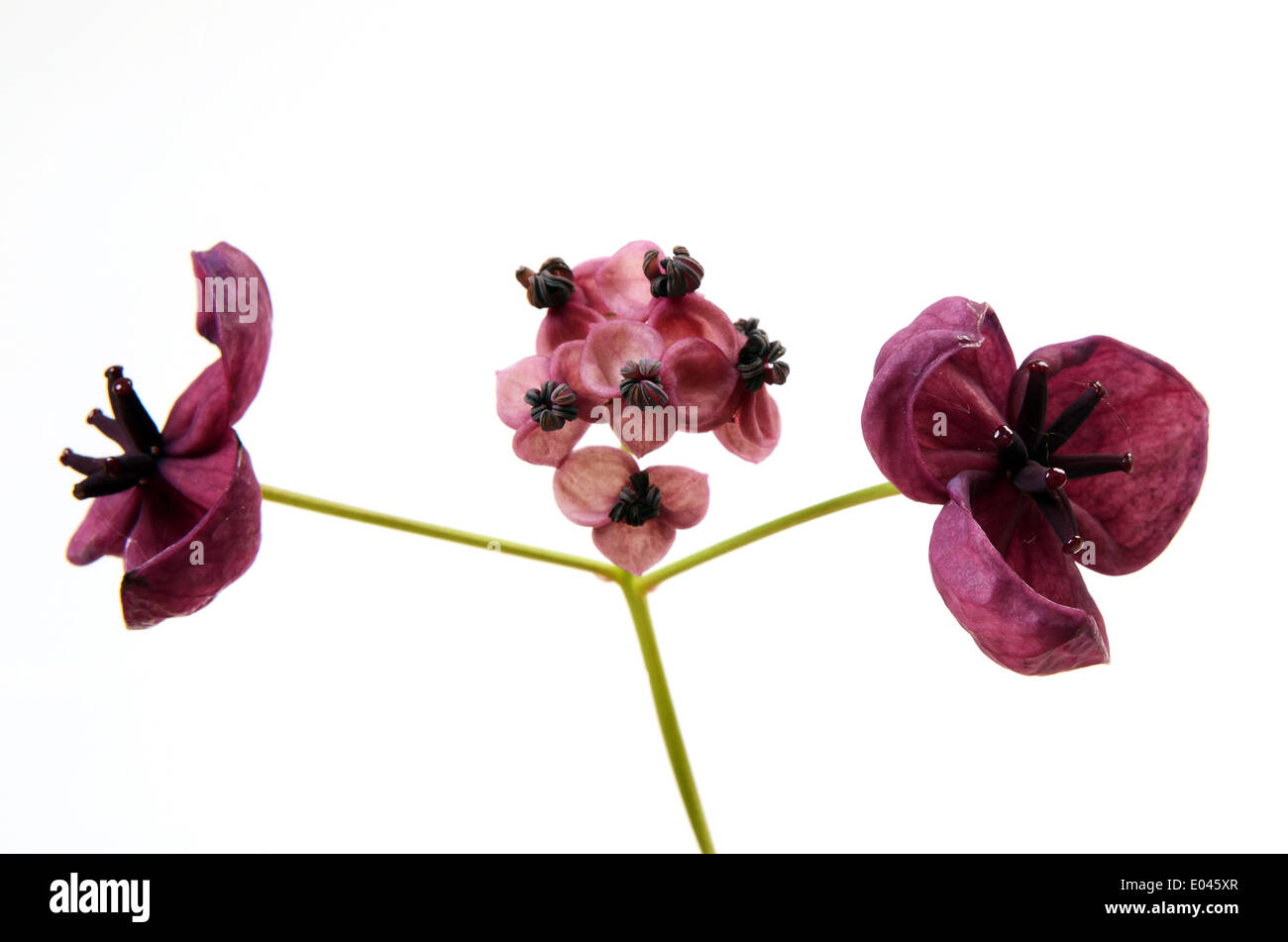 Akebia quinata hi-res stock photography and images - Alamy