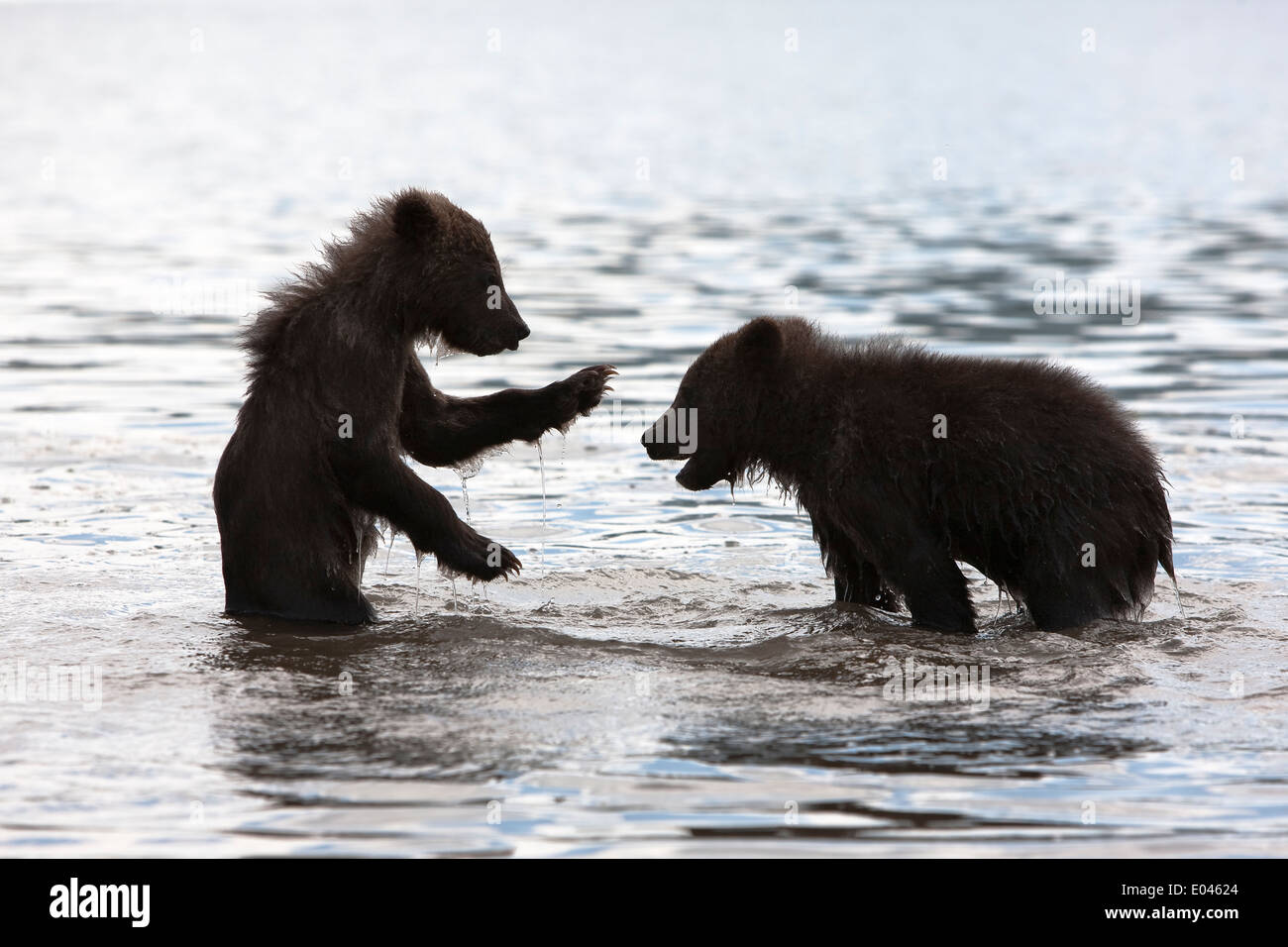 Bear cub in water hi-res stock photography and images - Alamy