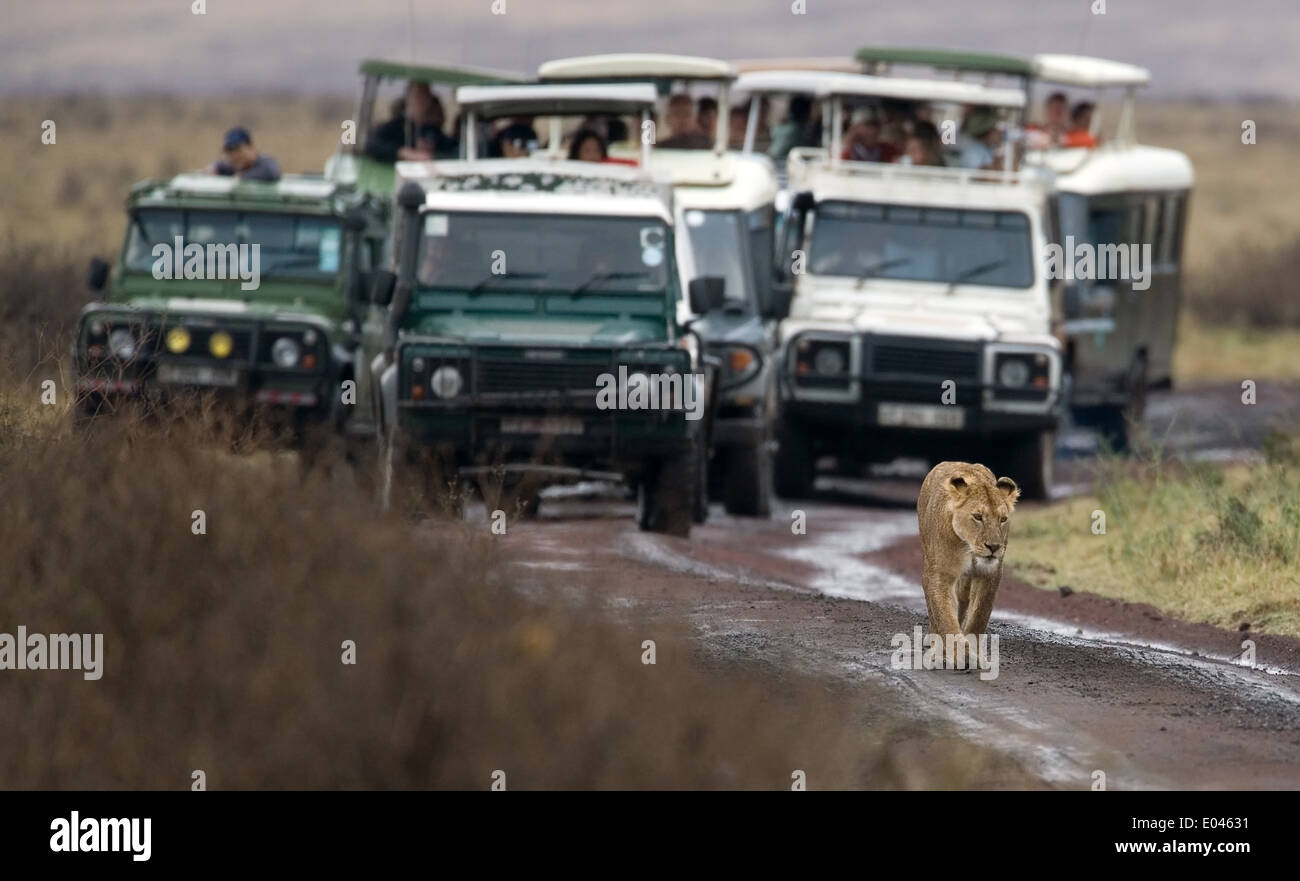 people on cars waiting when the lioness will free the road Stock Photo