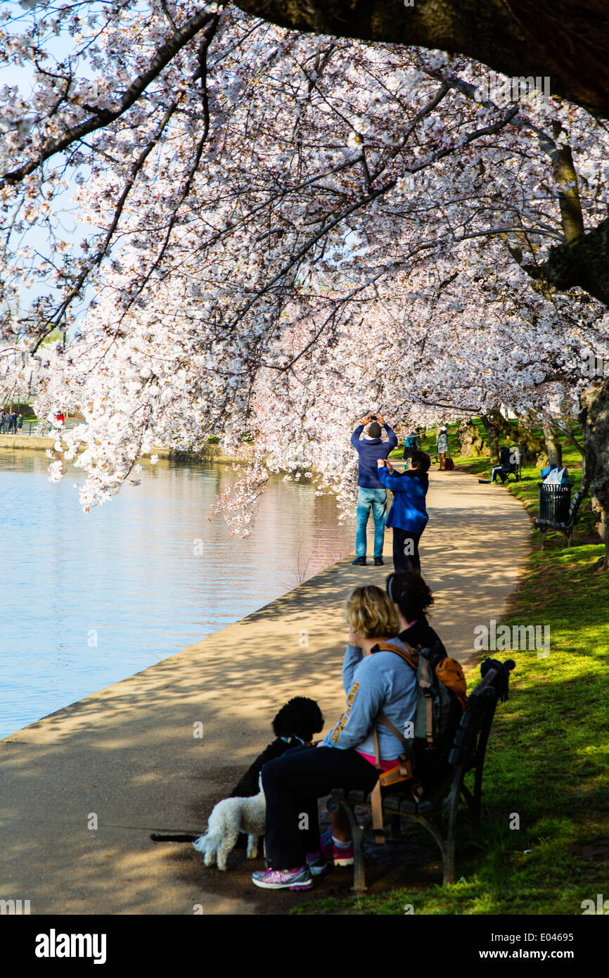 Washington DC USA Cherry Trees in Full Bloom around Tidal Basin Stock Photo