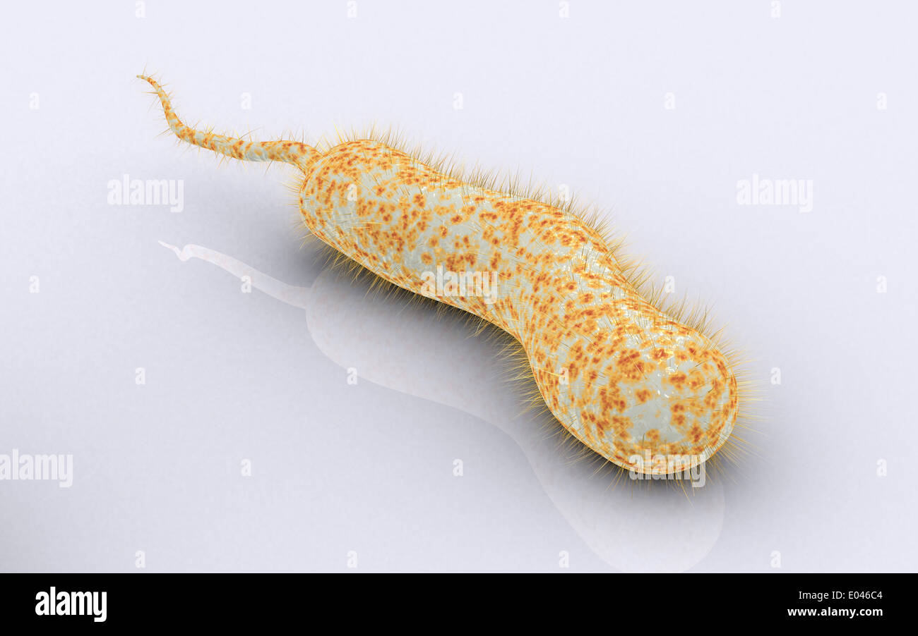 Conceptual image of vibrio cholerae causing cholera. Stock Photo