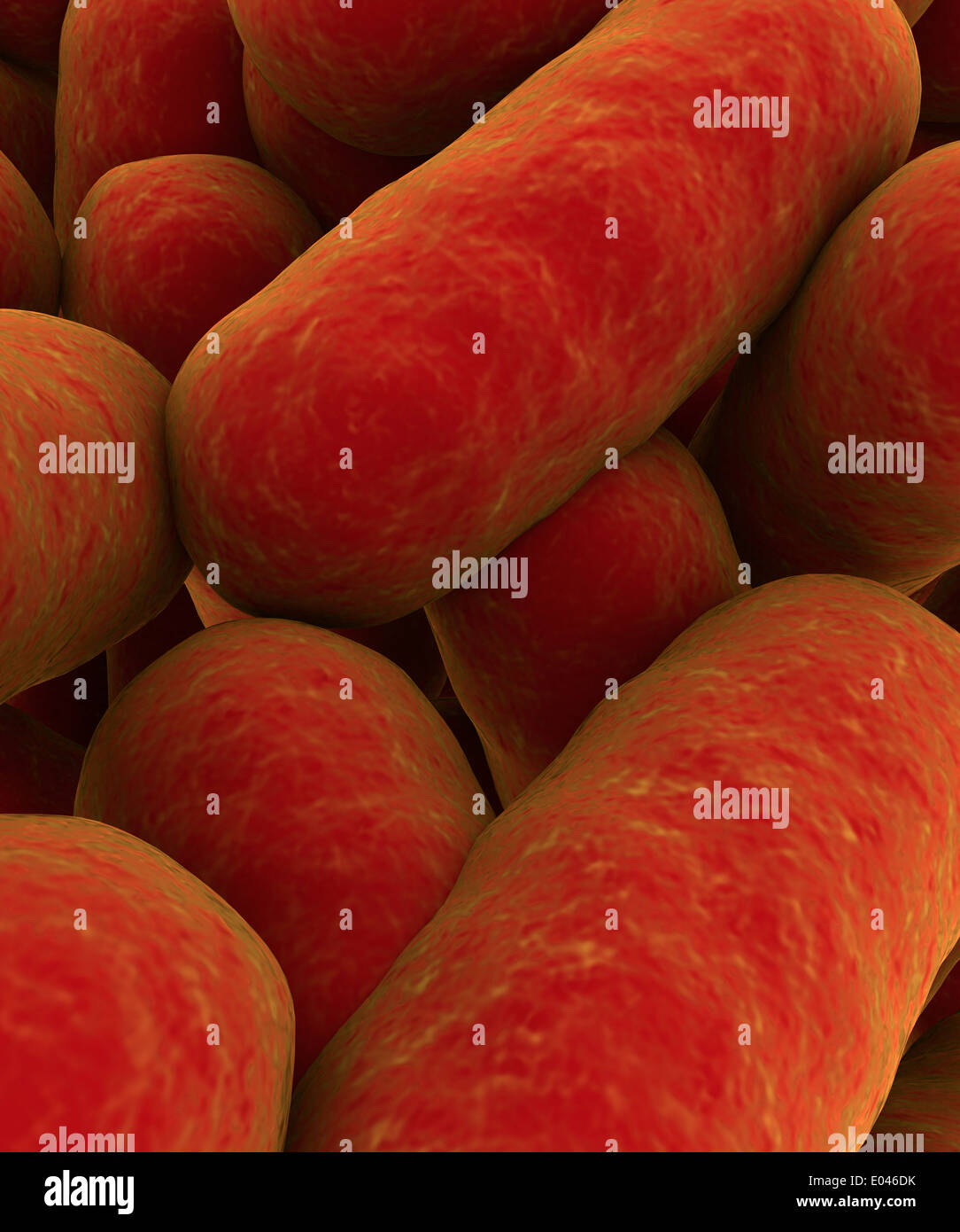 Rod bacteria hires stock photography and images Alamy